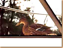 Ente an Bord...