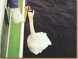 Der besagte Schwan...